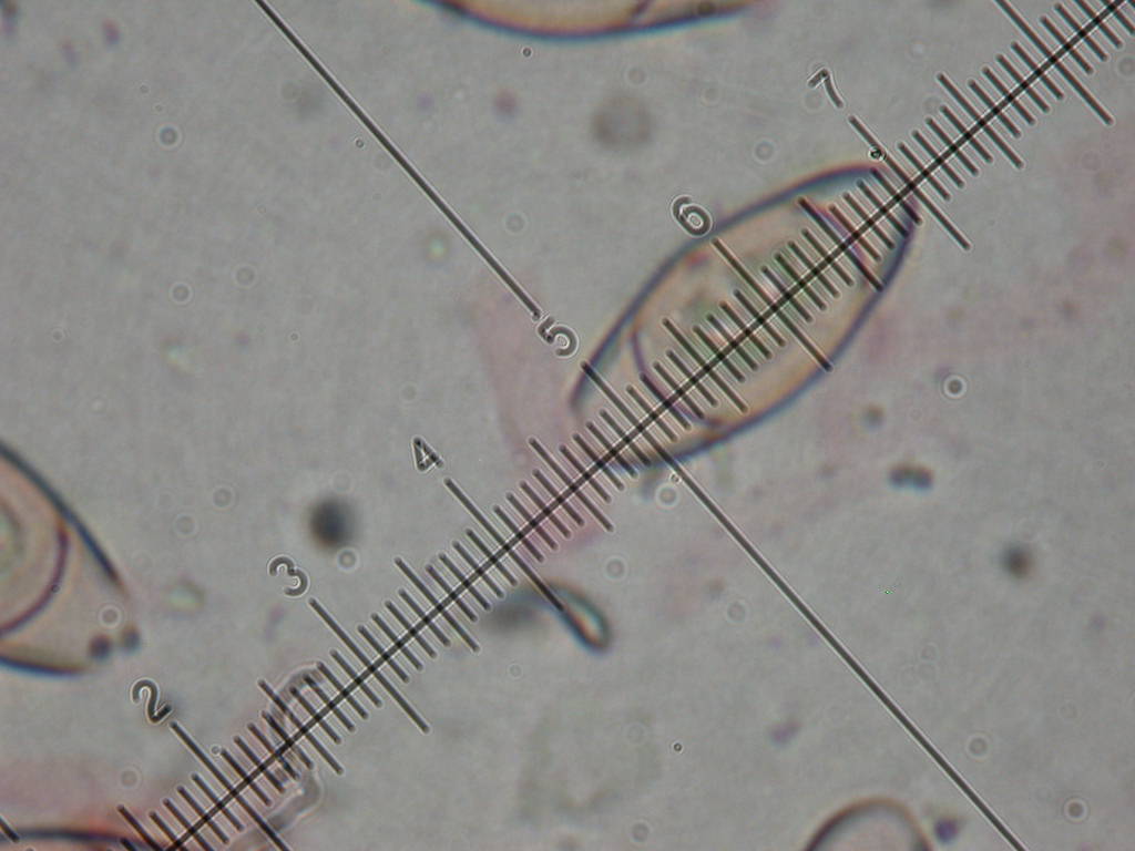 Sar� facile ....  ???   Quizzzz